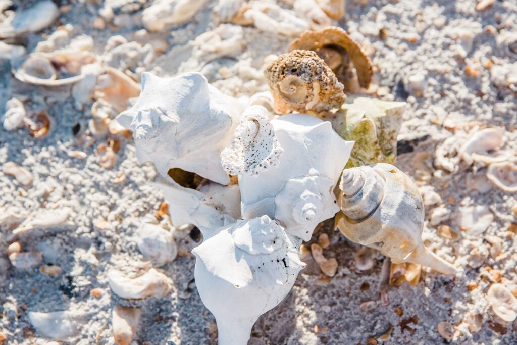 Jekyll Island glamping at Little Raccoon Key_11zon